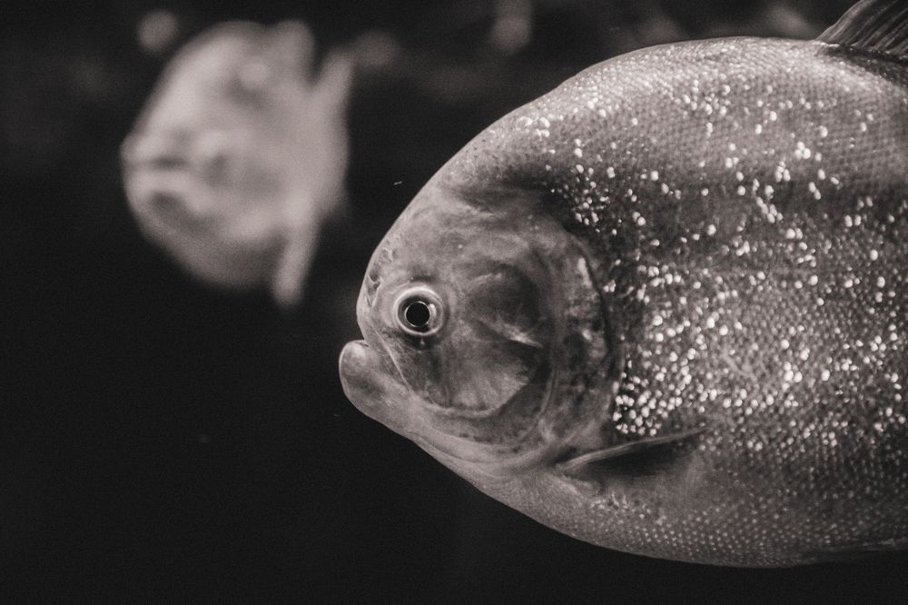 Photograph by Анастасия Хованская