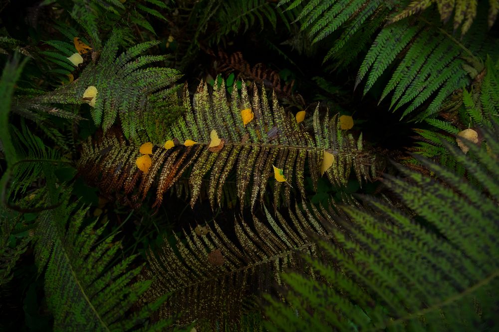 Photograph by Андраханов Олег