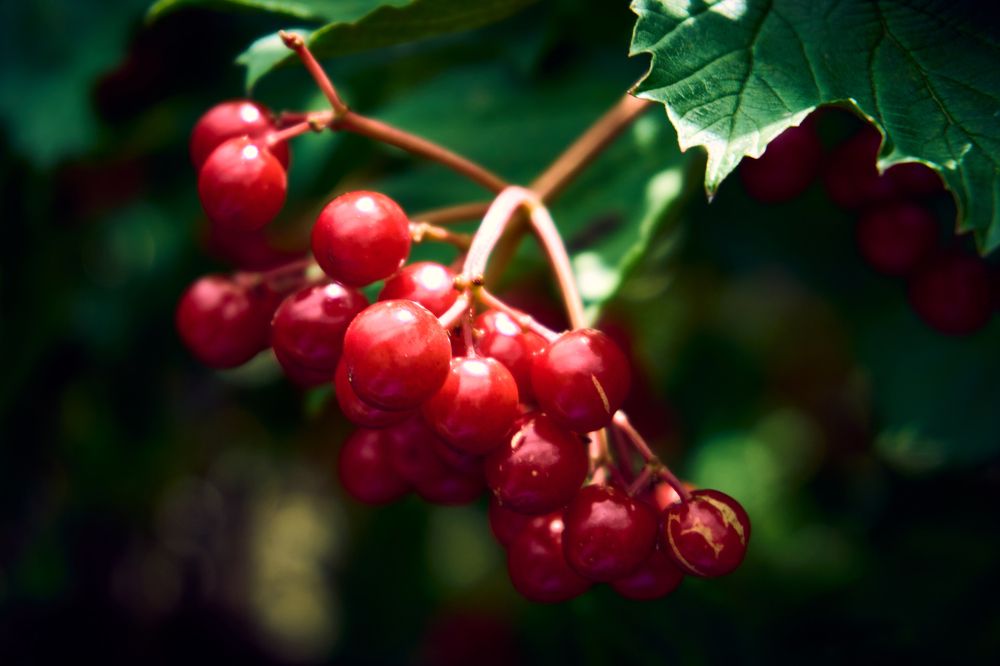 Калина красная.