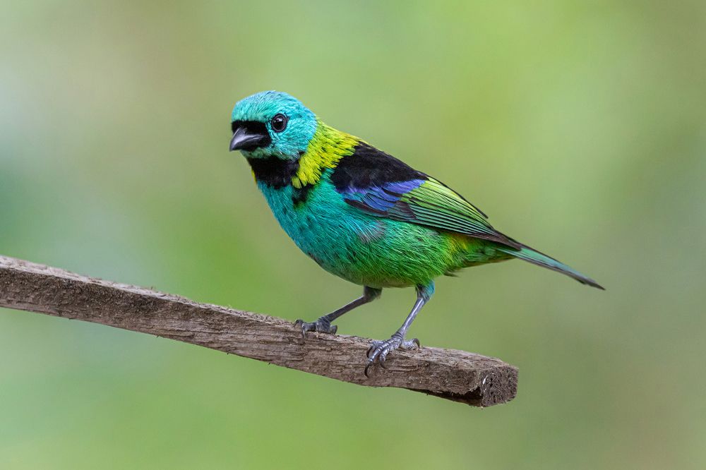 Many birds from Bahia Brazil