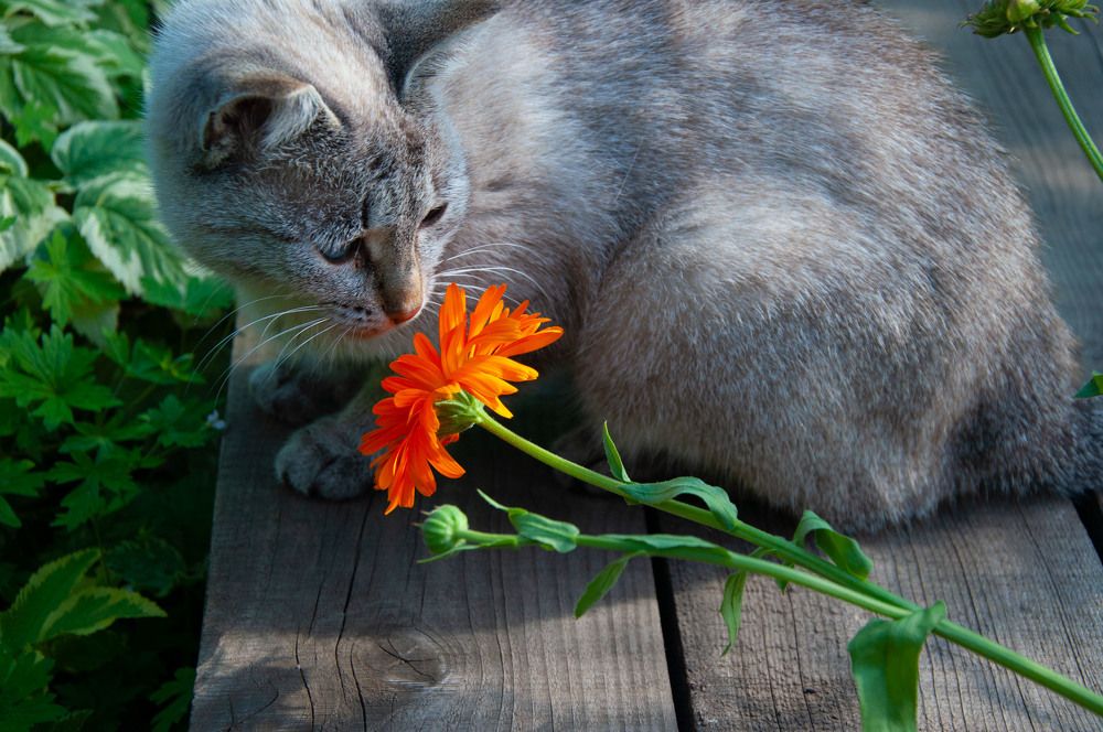 Photograph by Екатерина