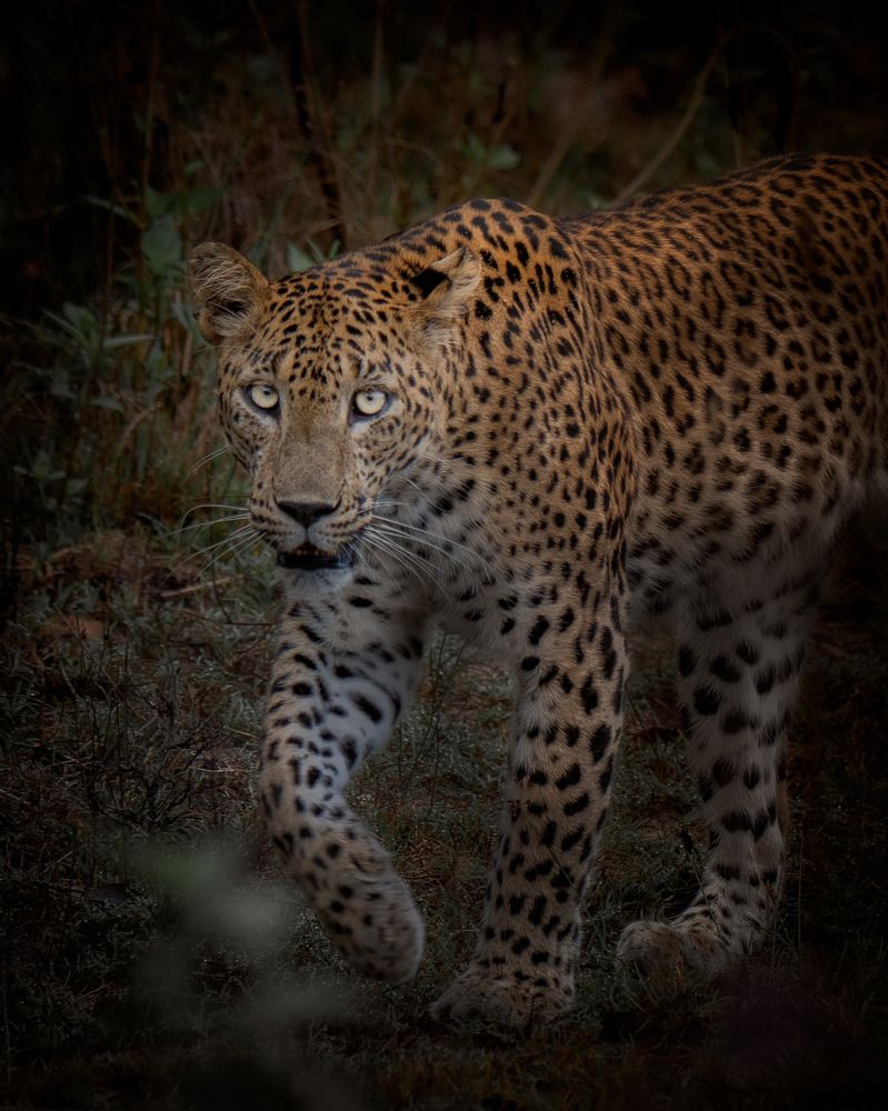 Photograph by Mohamed Raseem