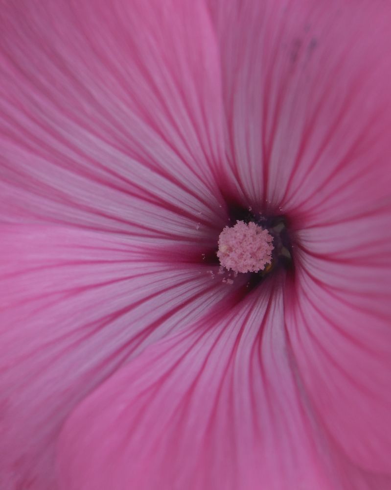 Photograph by Ирина Серегина