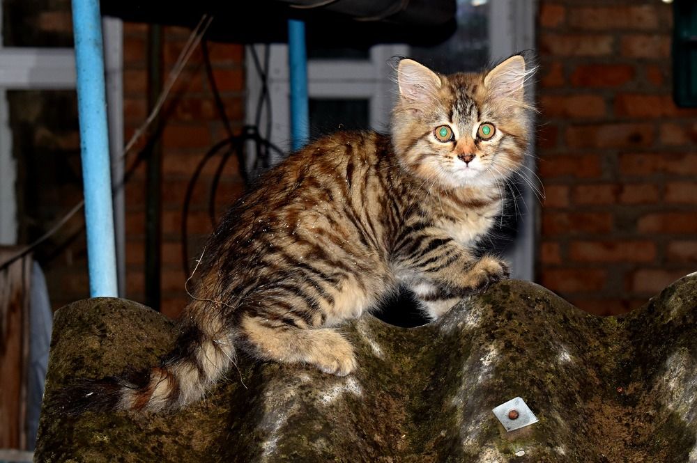 Котёнок и дождь