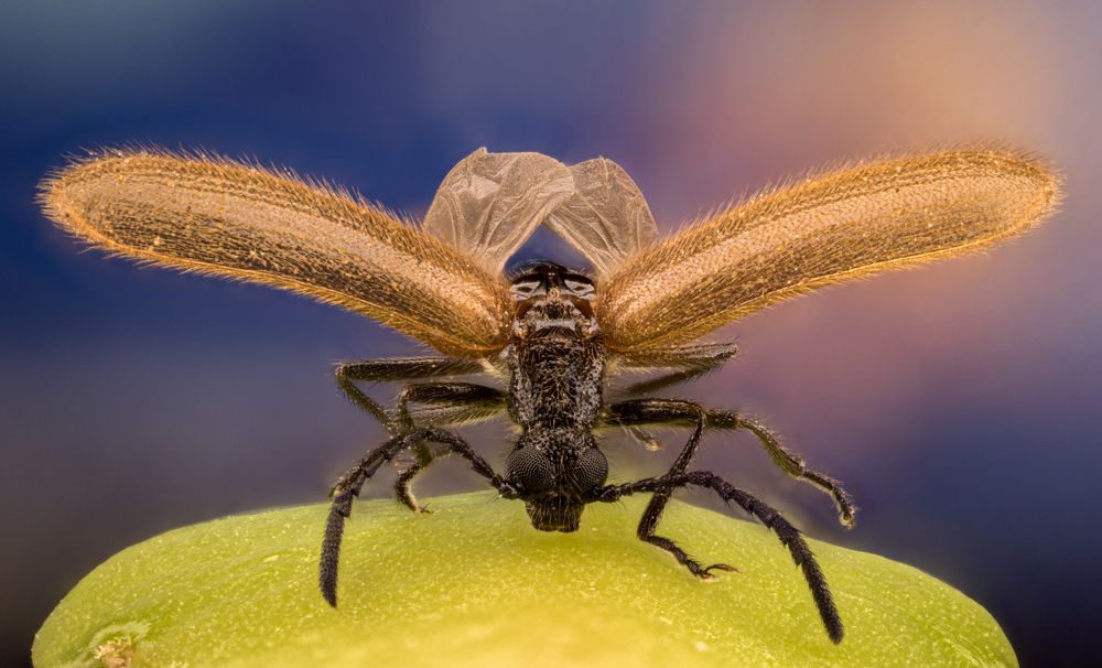 Photograph by Сергей Солобчук