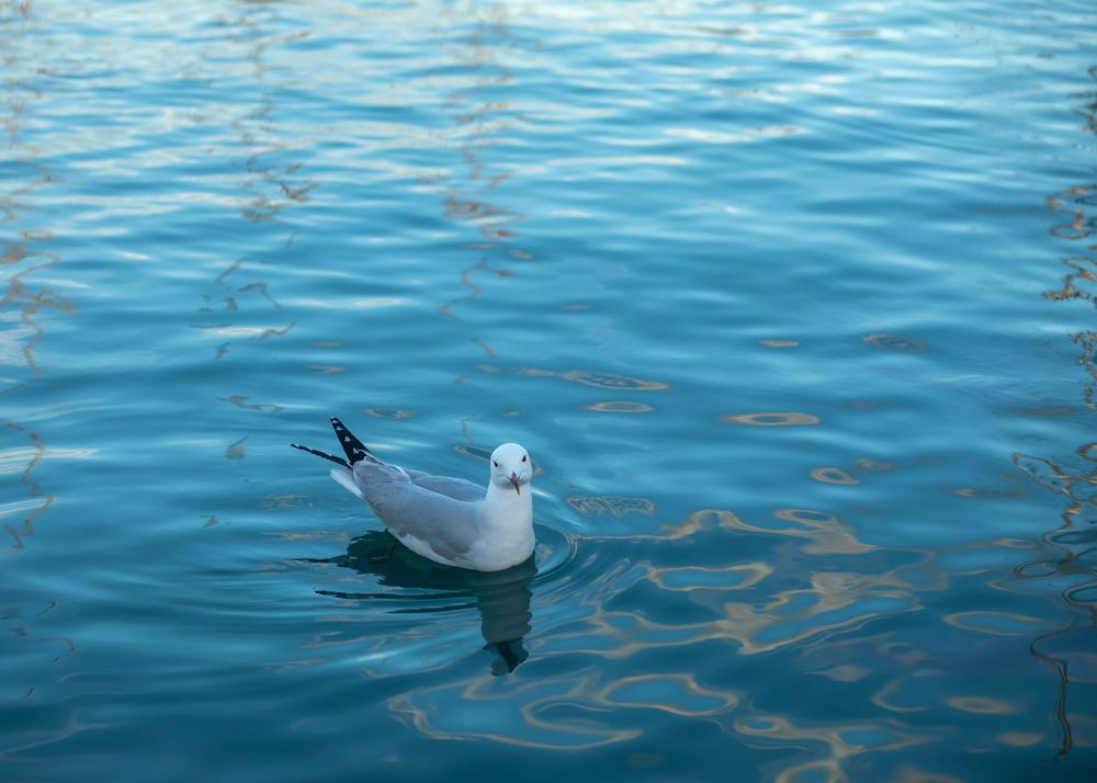 Фотография автора Alicia