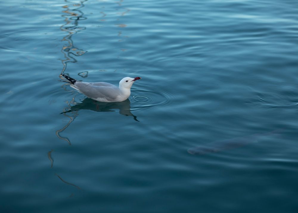Фотография автора Alicia