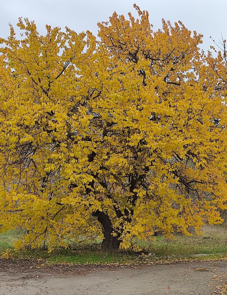 Золотое дерево.