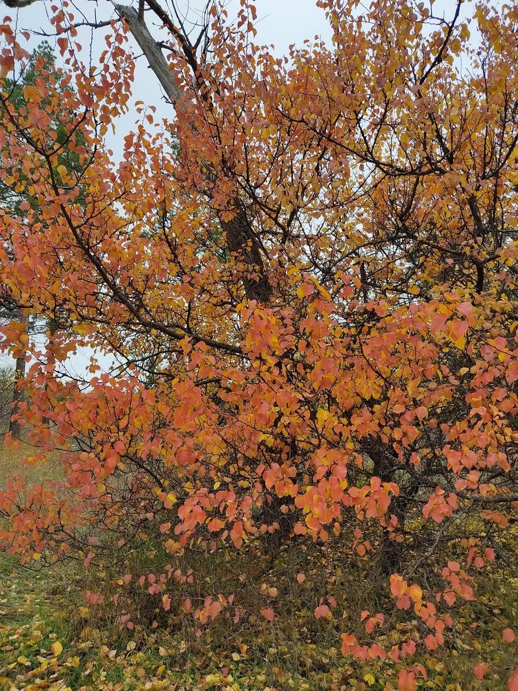 Оранжевый куст.
