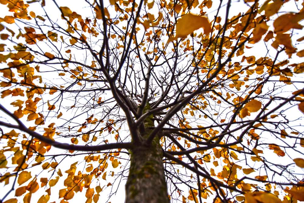 Autumn