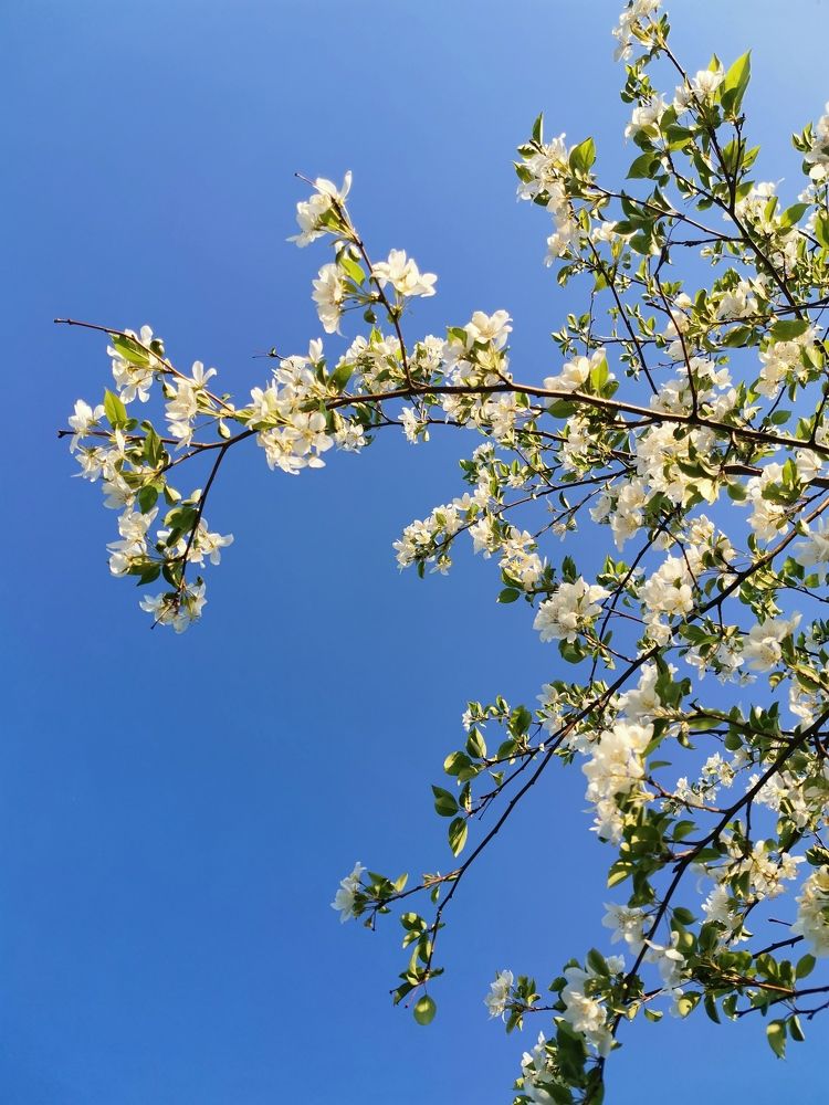 Яблони в цвету