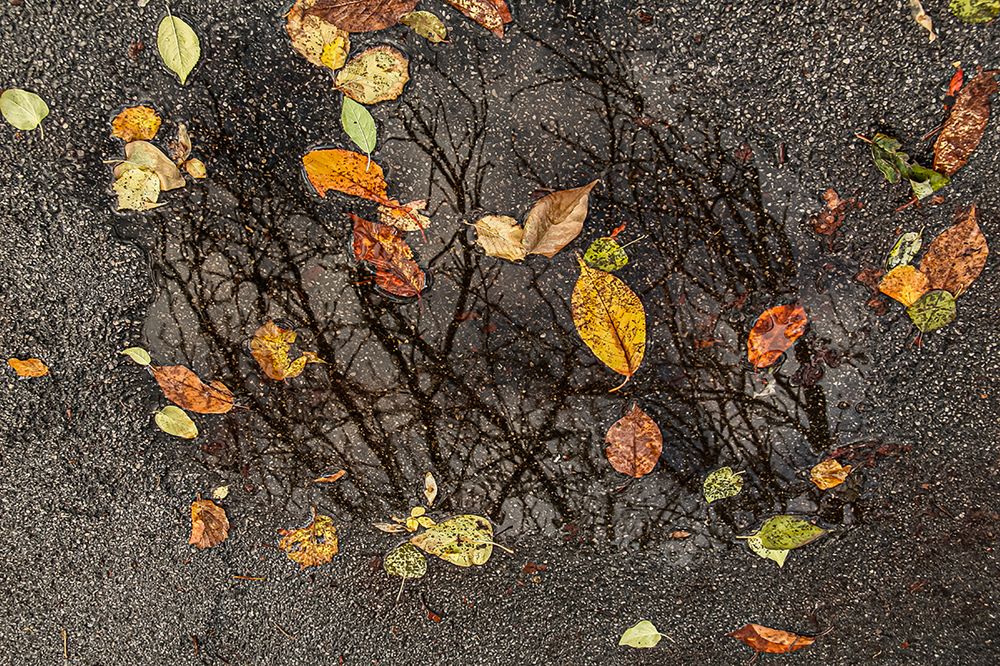 Фотография автора Ramin Barzegar