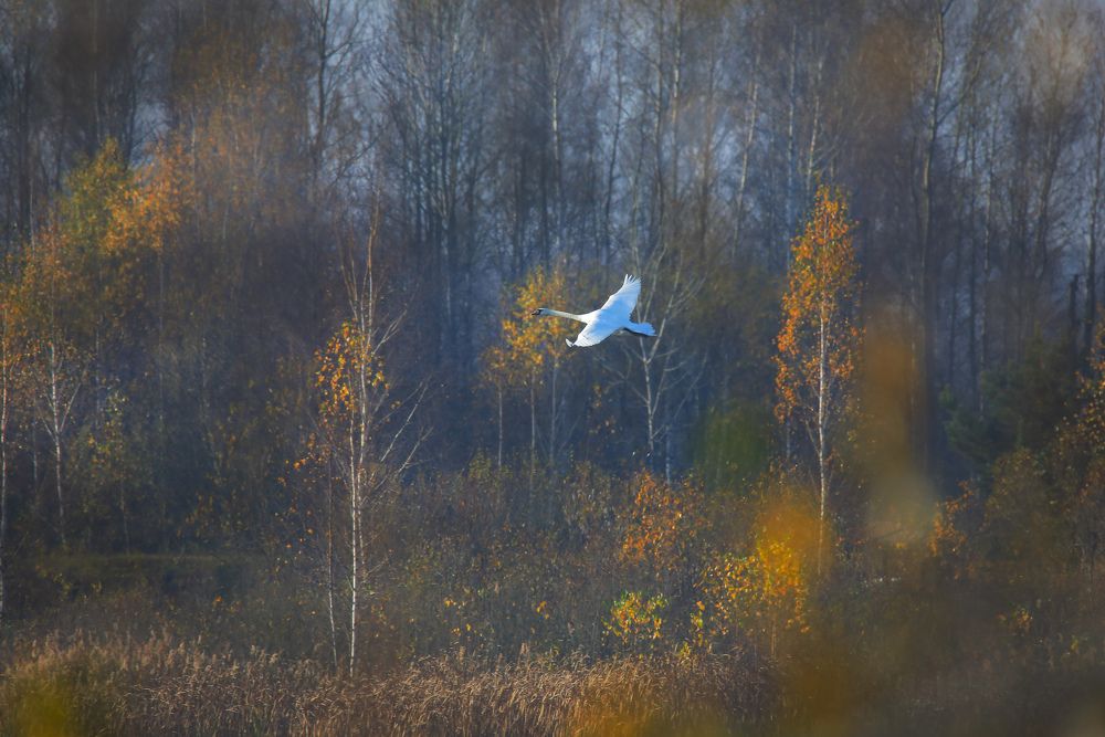 улетающая осень.