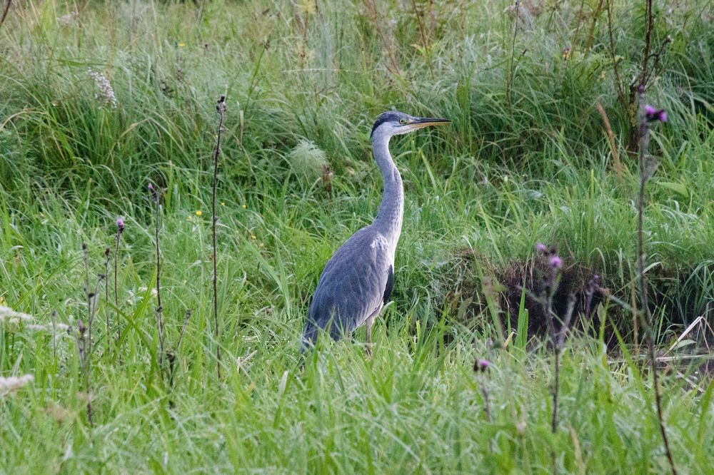 Серая цапля у домашнего пруда
