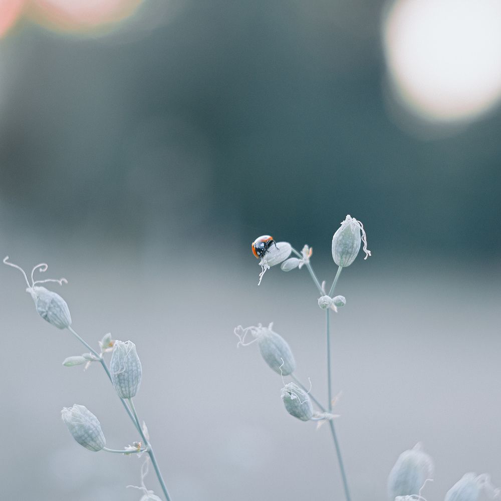 Божья коровка.