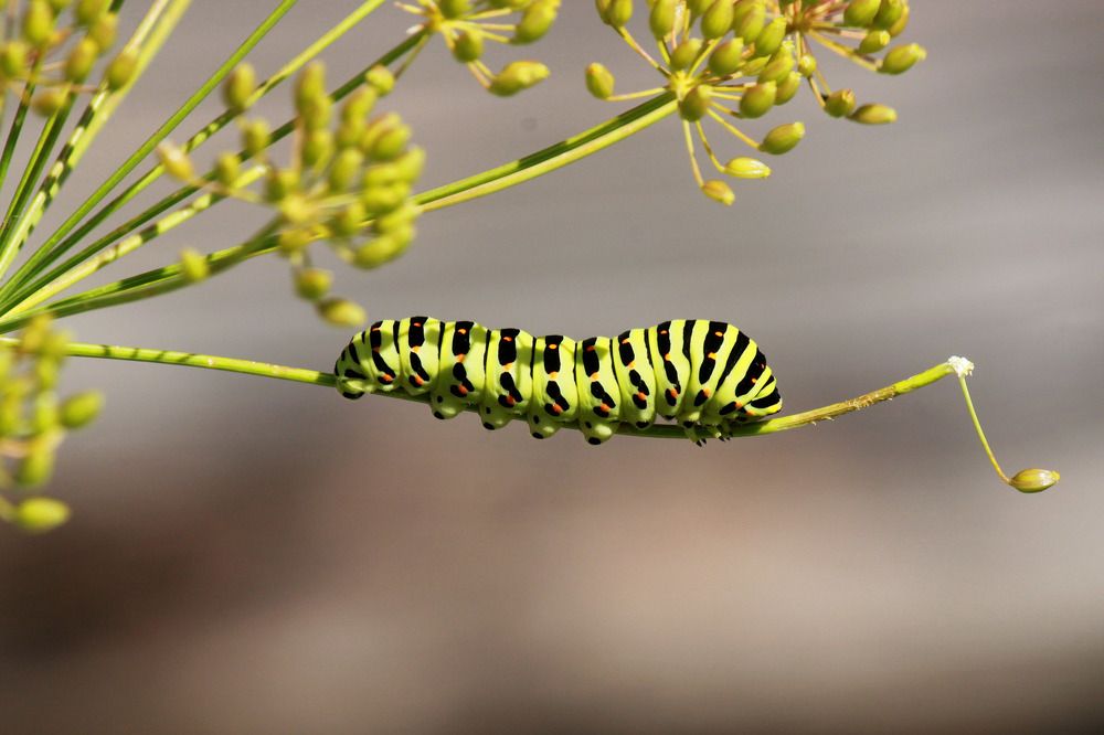 Махаон, гусеница.