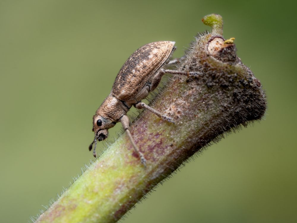 Weevil