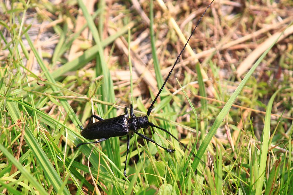 Большой черный еловый усач (Monochamus sartor). На фото самец.