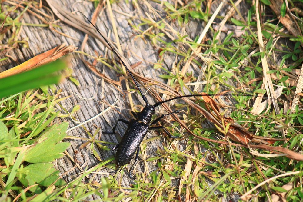 Большой черный еловый усач (Monochamus sartor). На фото самец.