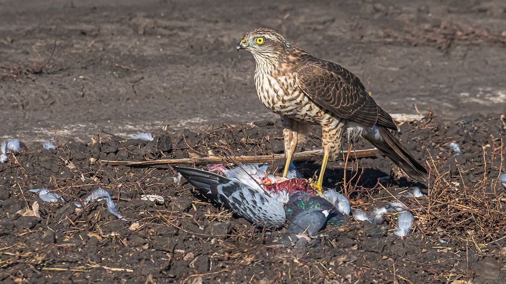 Фотография автора Николай Бологов