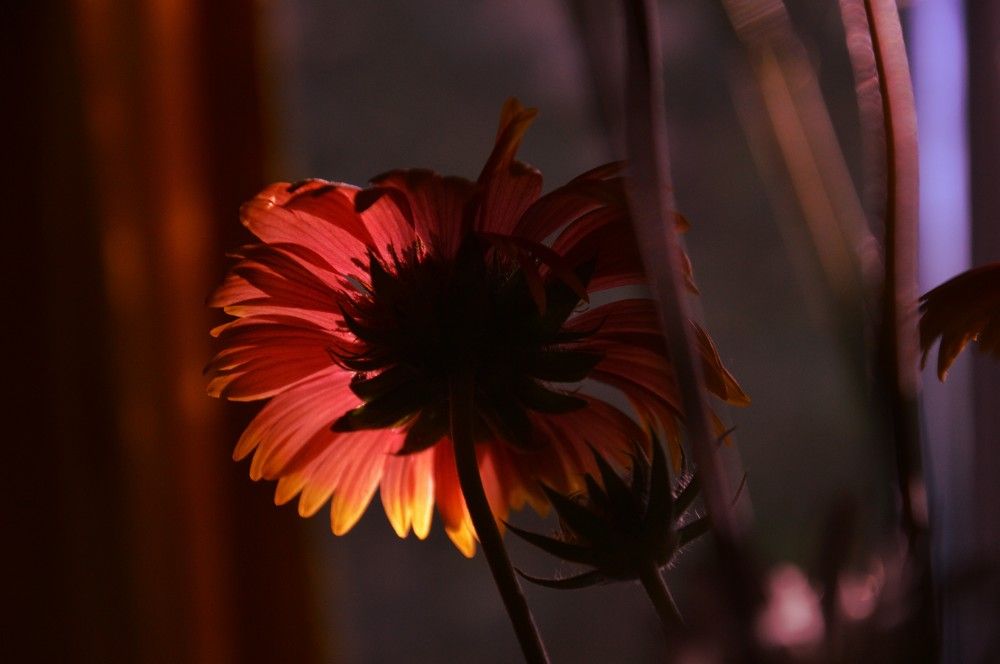 Photograph by Ольга Шевцова