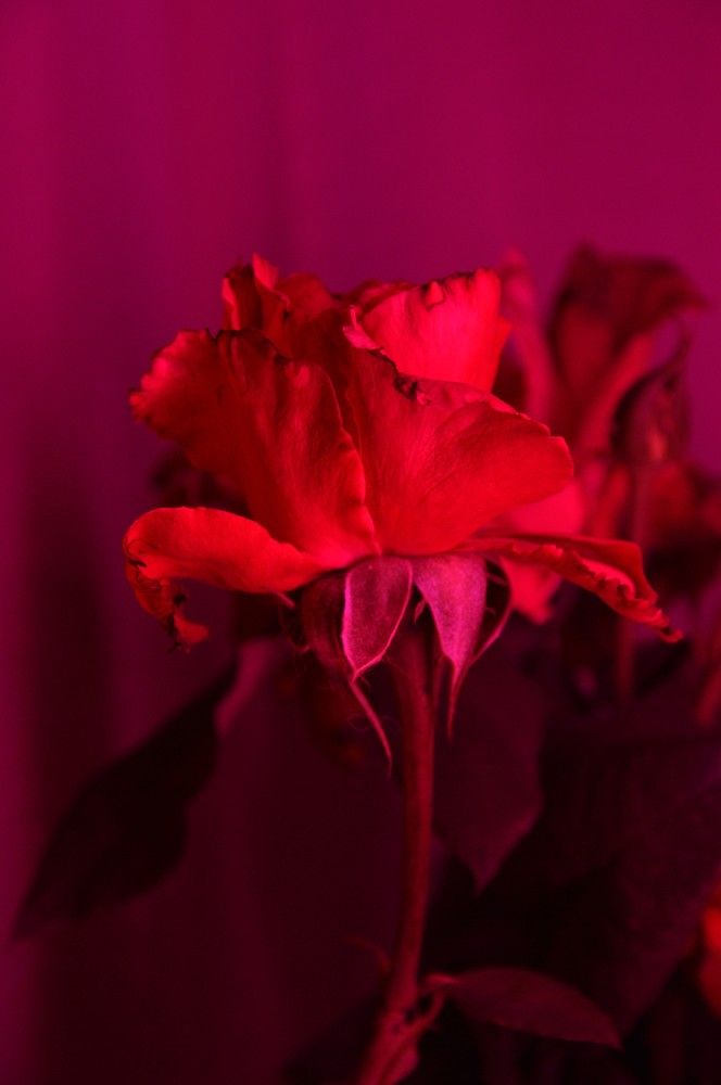 Photograph by Ольга Шевцова