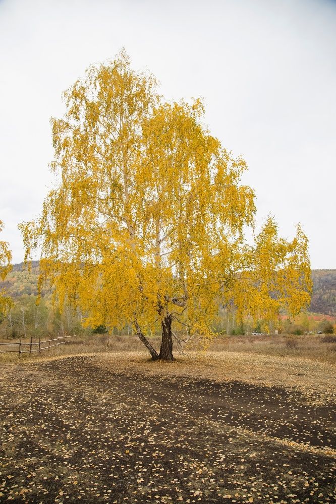 Photograph by дамир чекалин