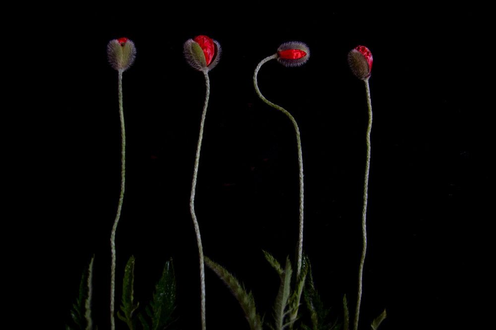 Photograph by Крапивина Татьяна