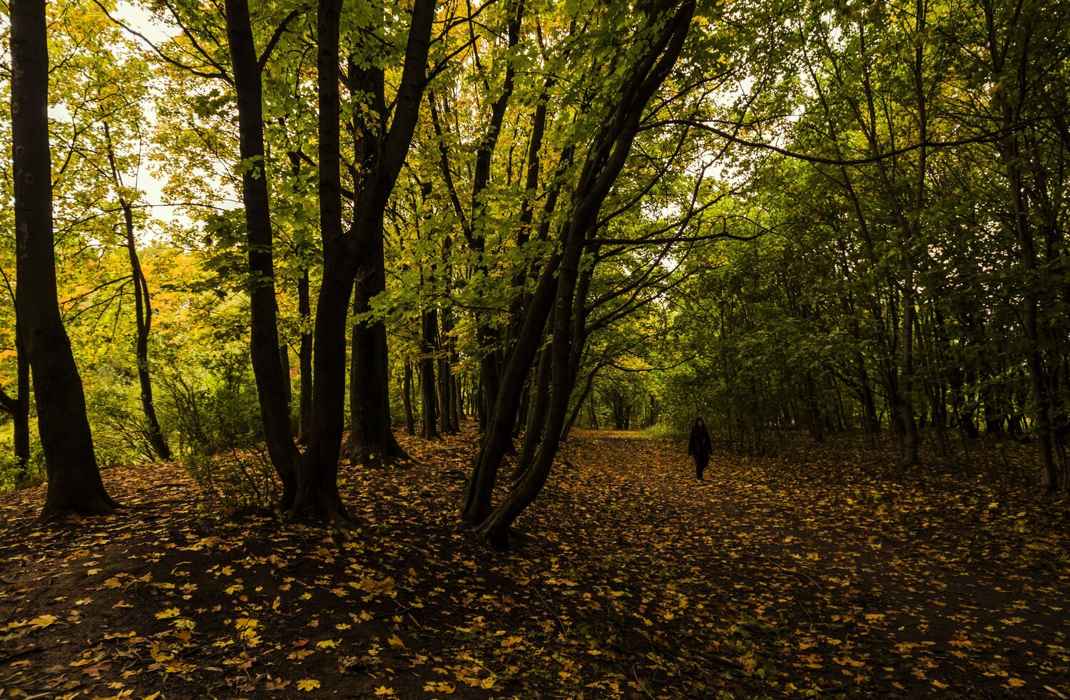 Photo #8268324