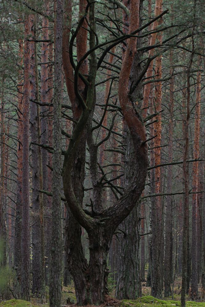 Photograph by Надежда Зайцева