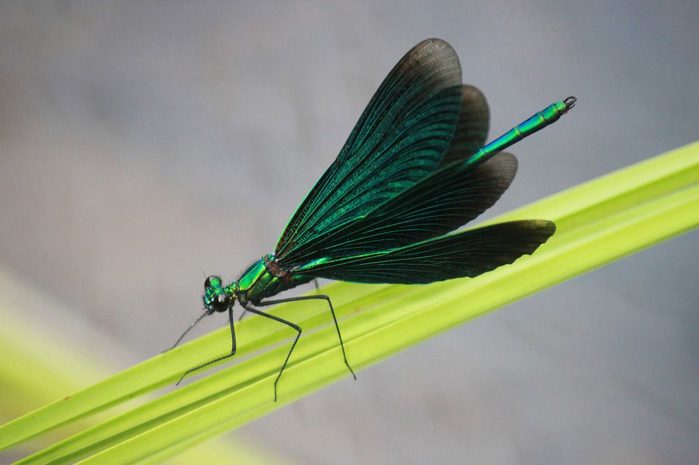 Красотка-девушка, стрекоза из семейства Красотки. Самец.