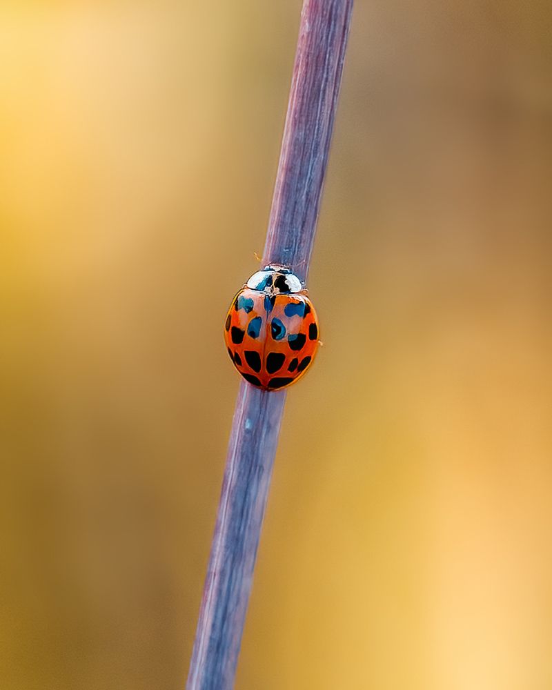 Photograph by Александр Соловьев