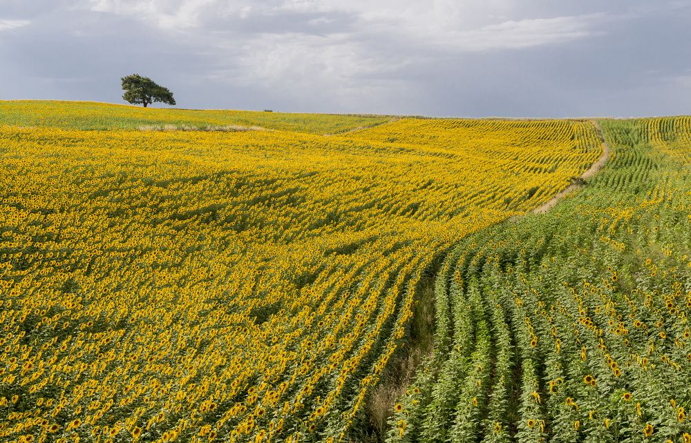 Фотография автора Mehmet Gokyigit