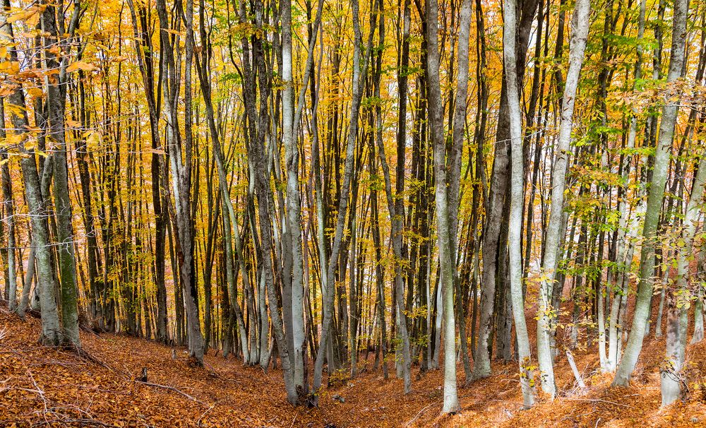 Фотография автора Mehmet Gokyigit