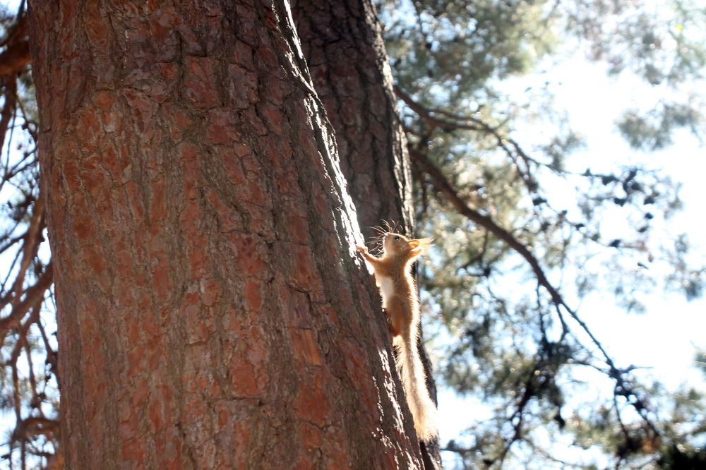 Photograph by Владимир Николенко
