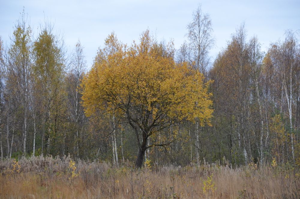 Photograph by Николай Соколовский