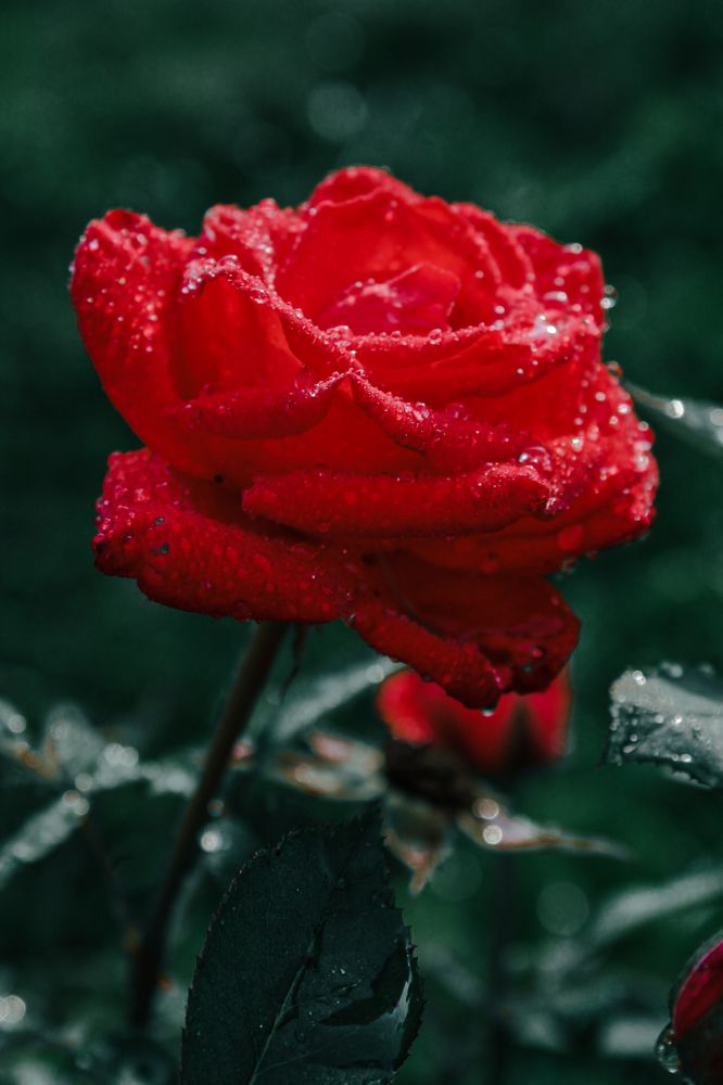 Photograph by Герман Корнеев