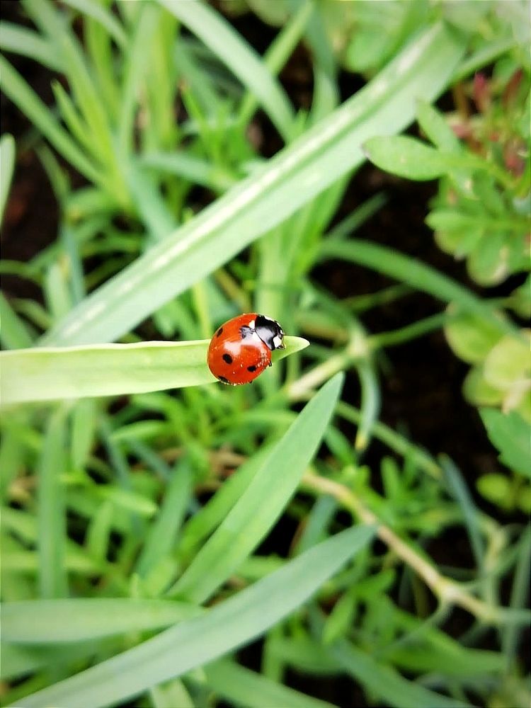 Photograph by Galina Novichkova
