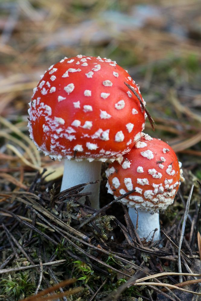 Photograph by Надежда Зайцева