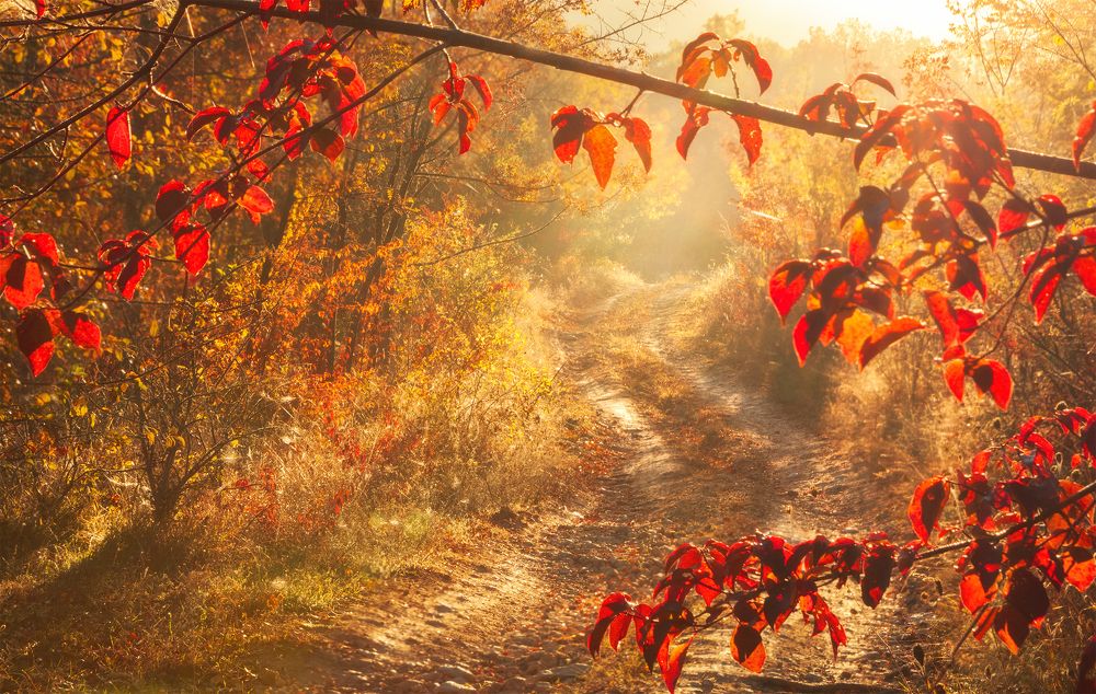 Photograph by Евгения Ботова