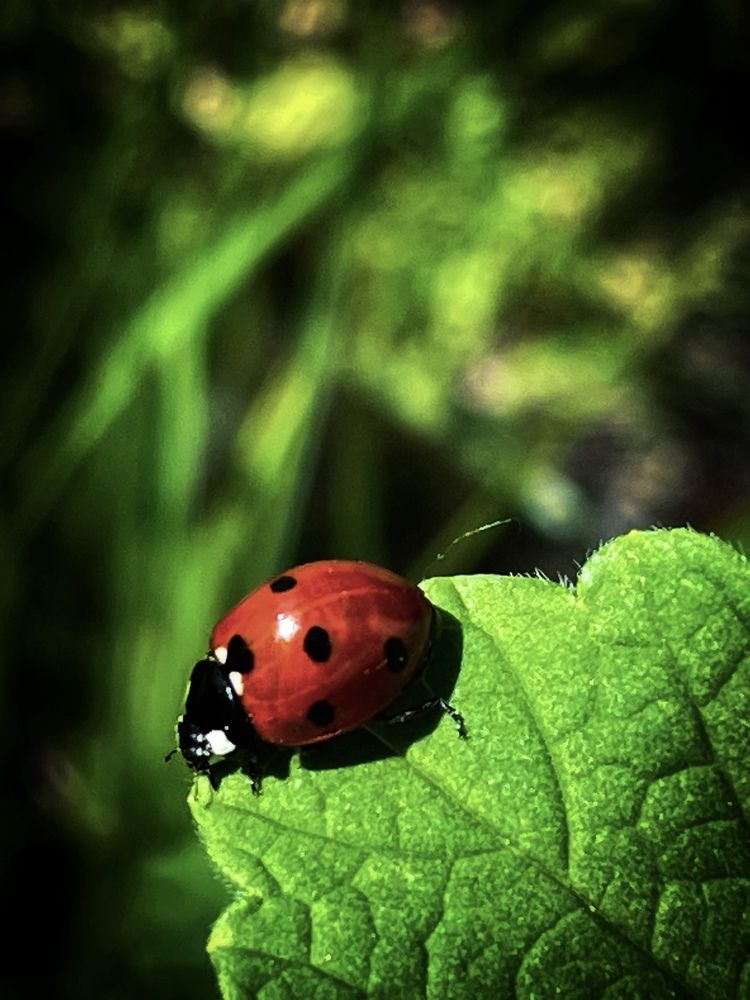Фотография автора Рамзия Хисамутдинова