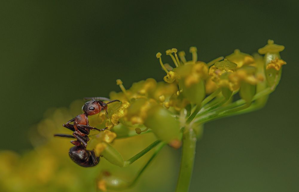 Photograph by Армашов-Тельник Григорий