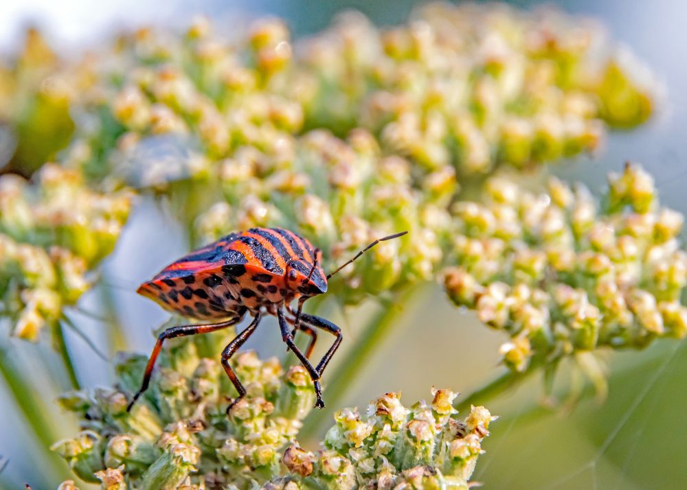 Лесной клоп