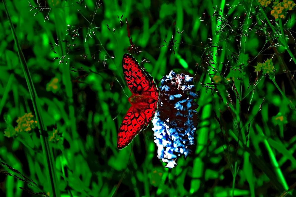 Photograph by Roman Popov