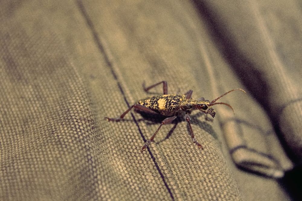 Photograph by Roman Popov