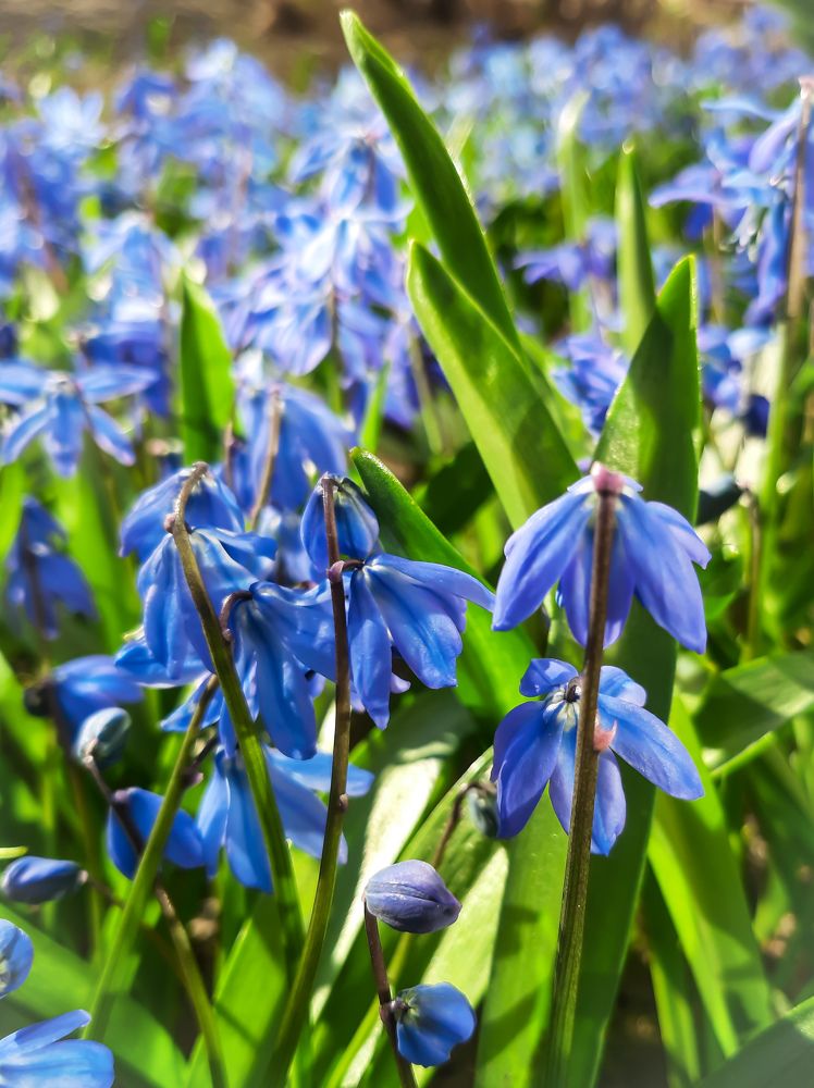 Фотография автора Светлана Дунаева