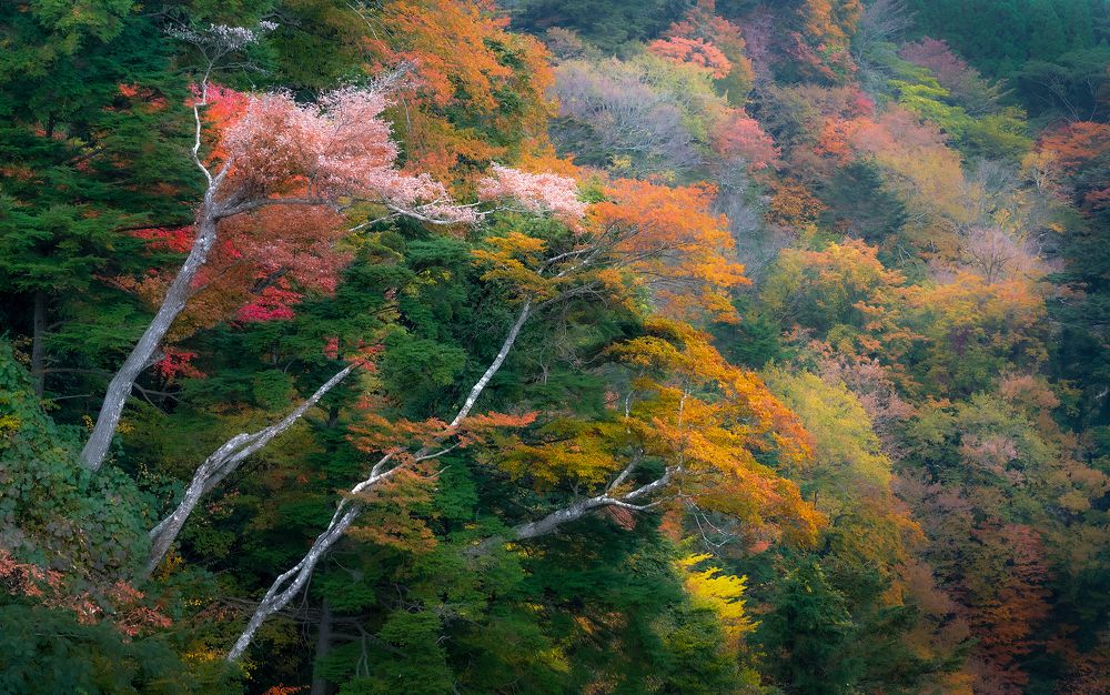 Photograph by Nguyễn Anh Vũ