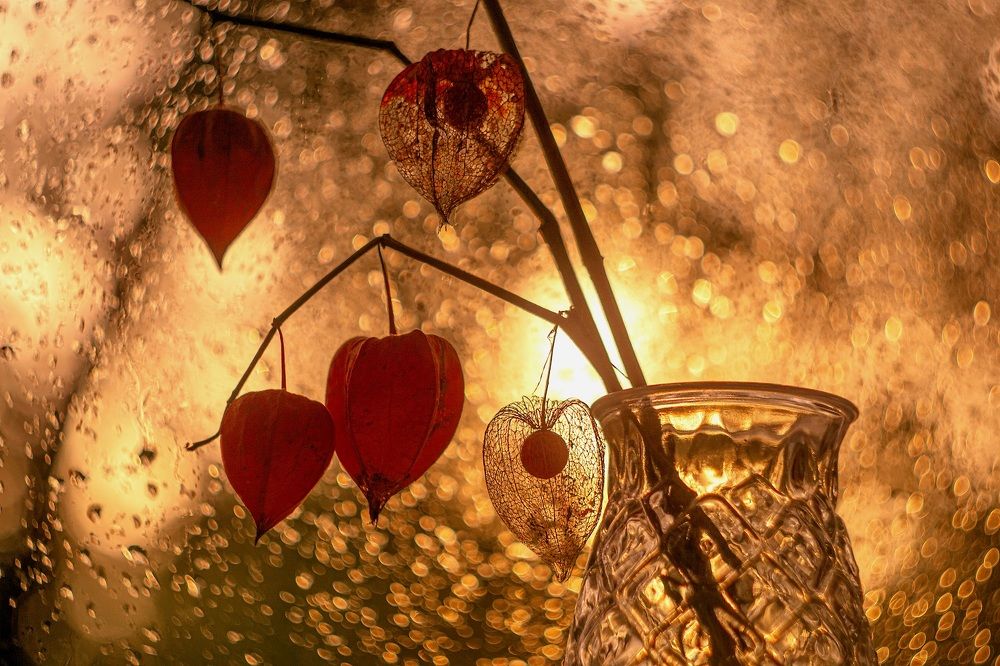 Утренний физалис.