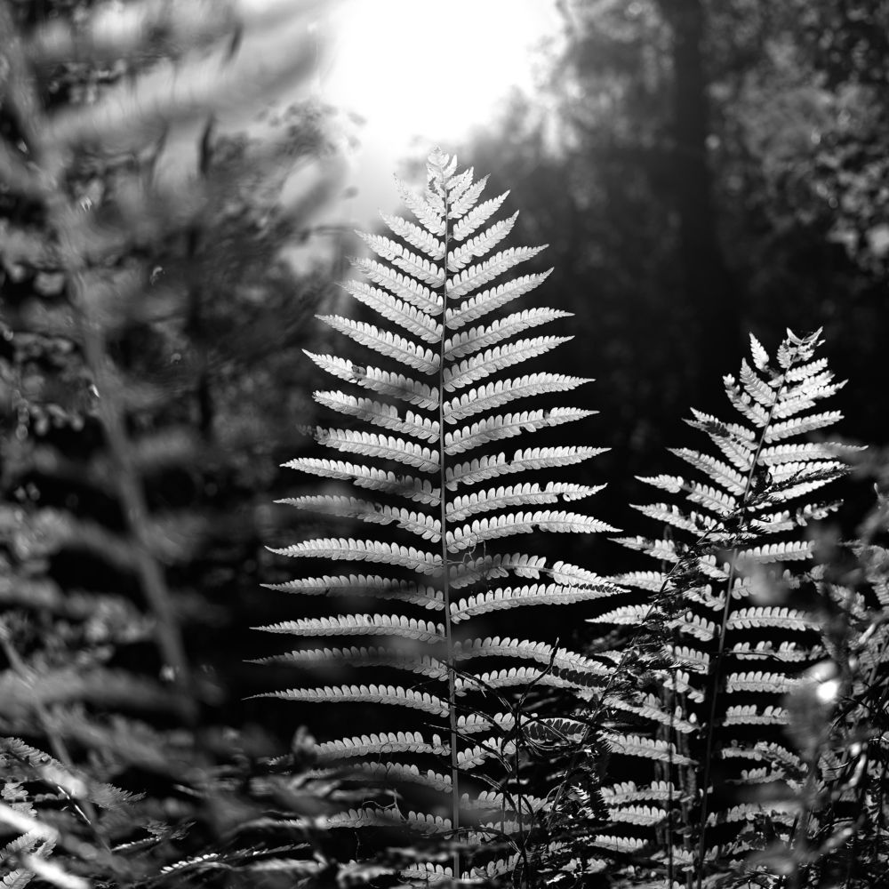 Photograph by Janaka Art