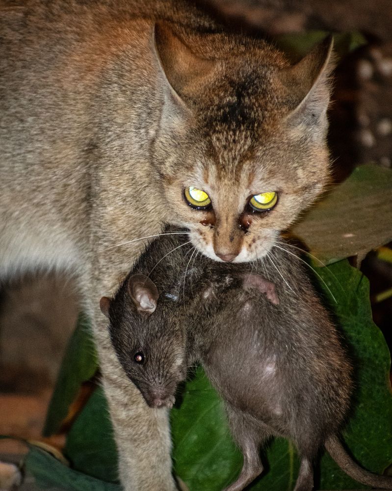 Photograph by Souradeep Chakraborty